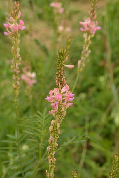 Onobrychis Viciifolia Flower Seeds – Heirloom, Non-GMO, High Germination Seeds