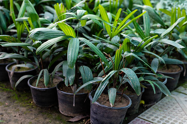 Green Rhapis Palm Plant Seeds for Planting – Heirloom, Non-GMO, High Germination Organic Garden Seeds