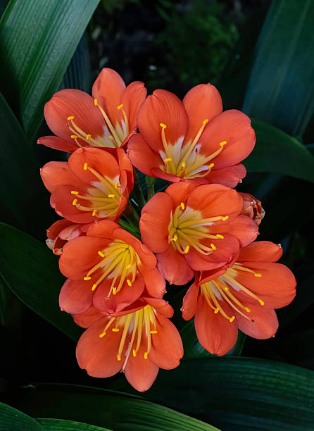 Orange Clivia Miniata Flower Seeds – Heirloom, Non-GMO, High Germination Seeds