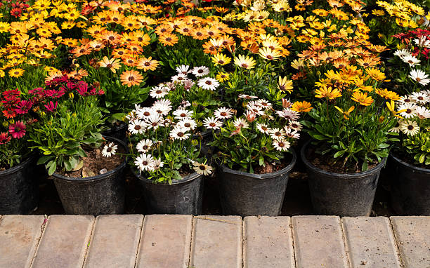 Mixed Gazania Flower Seeds – Heirloom, Non-GMO, High Germination Seeds