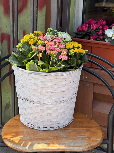 Mix Kalanchoe Flower Seeds – Heirloom, Non-GMO, High Germination Seeds