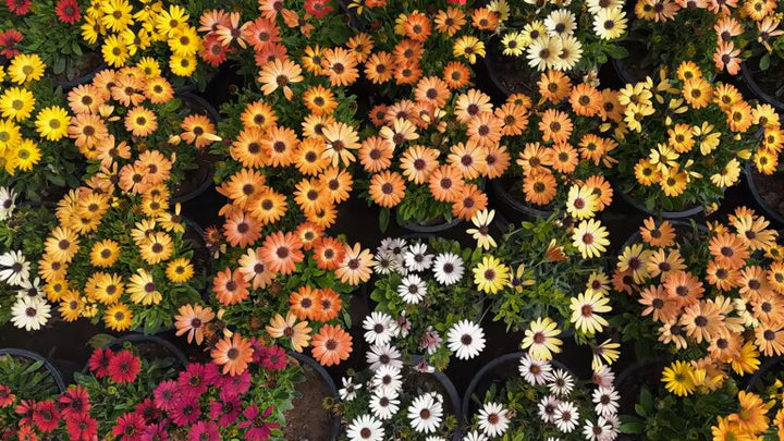 Mixed Osteospermum Flower Seeds – Heirloom, Non-GMO, High Germination Seeds