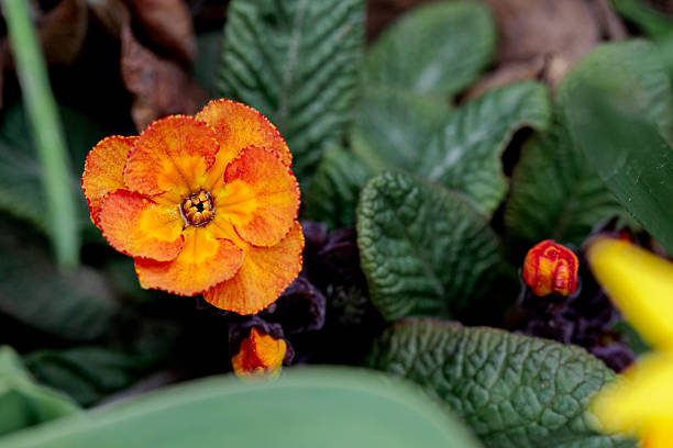 Semillas de flores de prímula naranja – Orgánicas, sin OMG, herencia, alta germinación para jardín