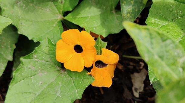 Orange Thunbergia Flower Seeds – Heirloom, Non-GMO, High Germination Seeds
