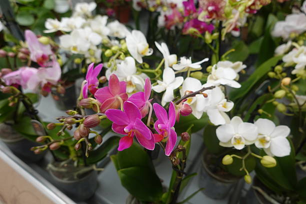 Mixed Phalaenopsis Flower Seeds – Heirloom, Non-GMO, High Germination Seeds
