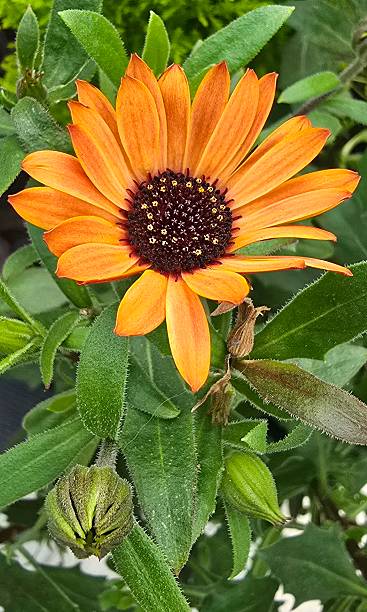 Orange Daisy Osteospermum Flower Seeds – Heirloom, Non-GMO, High Germination Seeds