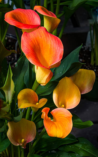 Orange Calla Lilly Flower Seeds – Heirloom, Non-GMO, High Germination Seeds