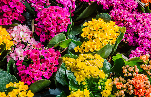 Mixed Kalanchoe Flower Seeds – Heirloom Non-GMO High Germination Seeds