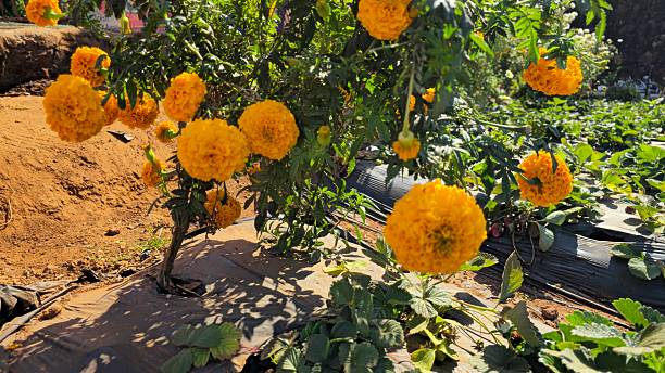 Orange Calendula Flower Seeds – Heirloom, Non-GMO, High Germination Seeds