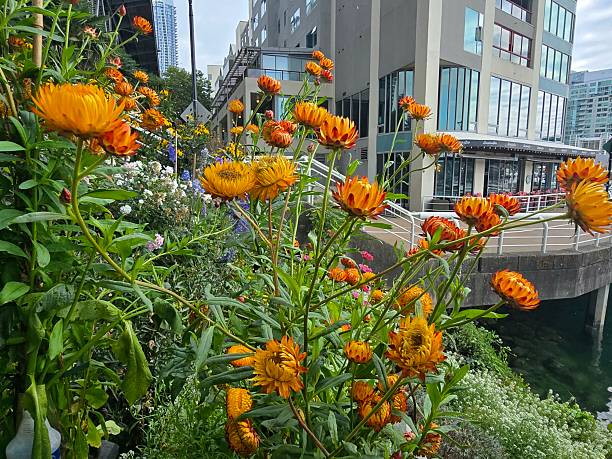 Semillas de siempreviva naranja para plantar – Variedad tradicional, sin OMG, semillas de jardín orgánicas de alta germinación