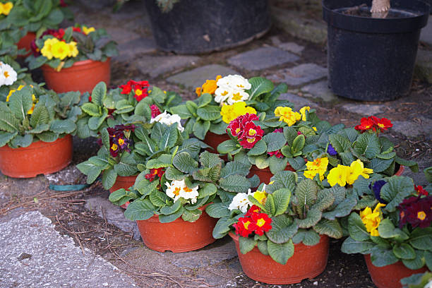 Mixed Primrose Flower Seeds – Heirloom, Non-GMO, High Germination Seeds