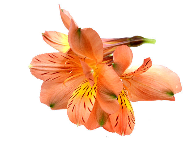 Orange Alstroemeria Flower Seeds – Heirloom, Non-GMO, High Germination Seeds