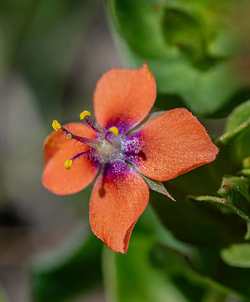 Orange Pimpernel Flower Seeds – Heirloom, Non-GMO, High Germination Seeds