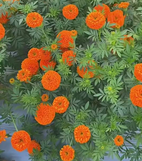 Orange Marigold Flower Seeds – Heirloom, Non-GMO, High Germination Seeds