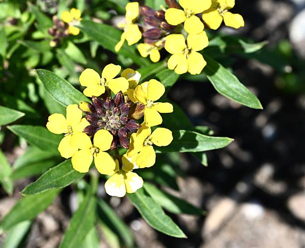 Pale Yellow Erysimum Cheiri Flower Seeds – Heirloom, Non-GMO Seeds for Planting