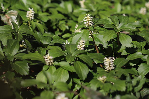 Semillas de Pachysandra Blanca Herencia Sin OGM Alta Germinación Semillas Orgánicas para Sembrar en Jardín