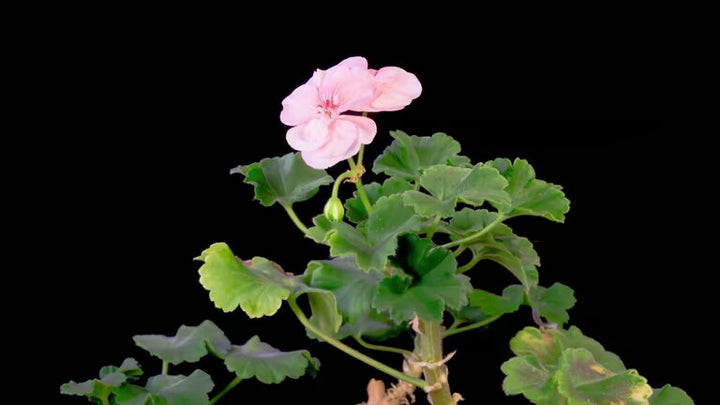 Light Pink Pelargonium Flower Seeds – Heirloom, Non-GMO, High Germination Seeds