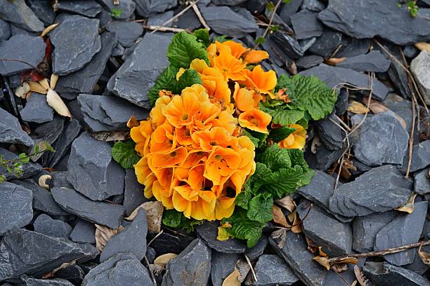 Semillas de flores de prímula naranja – Orgánicas, sin OMG, herencia, alta germinación para jardín