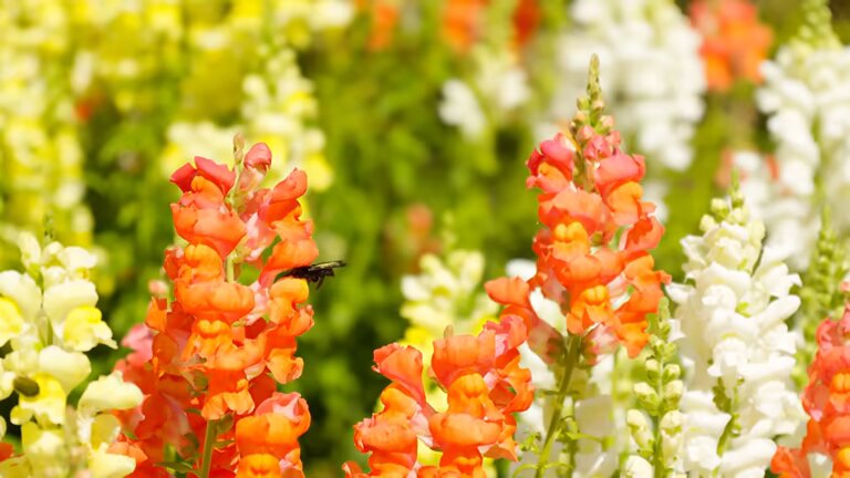 Orange Snapdragon Flower Seeds – Heirloom, Non-GMO, High Germination Seeds