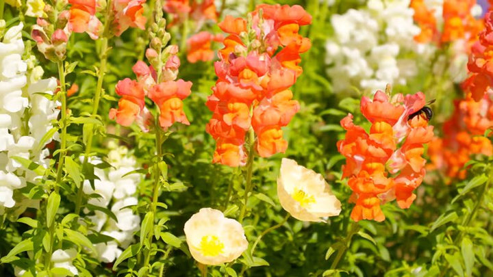 Orange Snapdragon Flower Seeds – Heirloom, Non-GMO, High Germination Seeds
