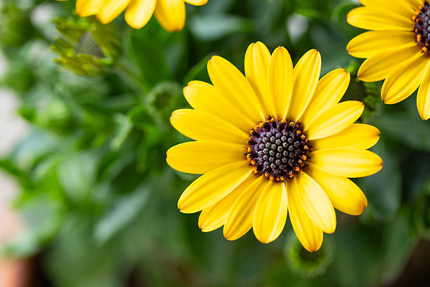 Osteospermum Flower Seeds Yellow Heirloom Non-GMO High Germination Organic Seeds