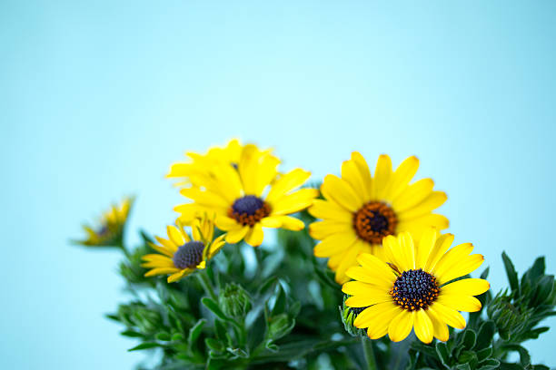 Osteospermum Flower Seeds Yellow Heirloom Non-GMO High Germination Organic Seeds