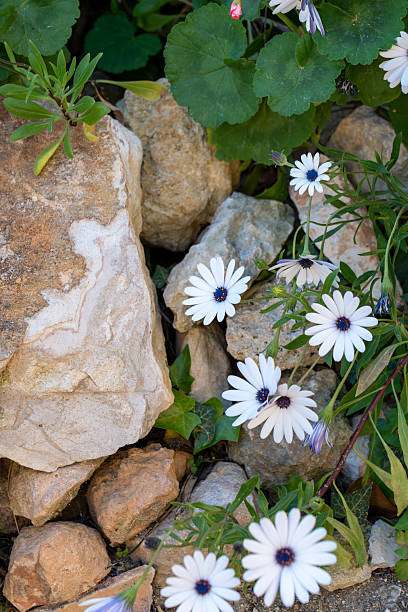 Osteospermum Flower Seeds White – Heirloom, Non-GMO, High Germination Seeds