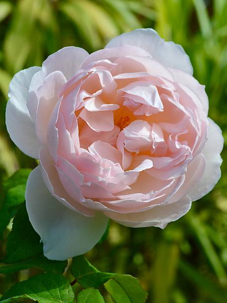 Pale Pink Austin Rose Flower Seeds – Heirloom, Non-GMO, High Germination Seeds