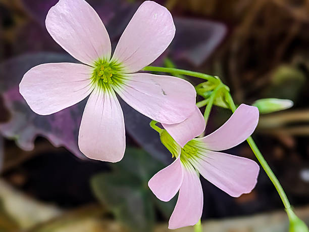 Semillas Oxalis Versicolor – Herencia, No-GMO, Alta Germinación Semillas Orgánicas para Jardín