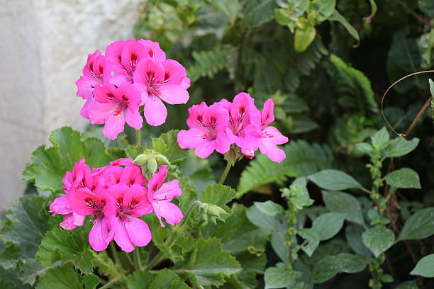 Pink Pelargonium Flower Seeds – Heirloom, Non-GMO, High Germination Seeds