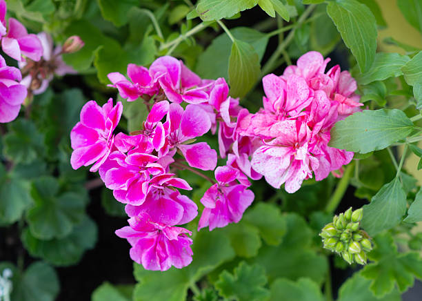 Pink Pelargonium Flower Seeds – Heirloom, Non-GMO, High Germination Seeds