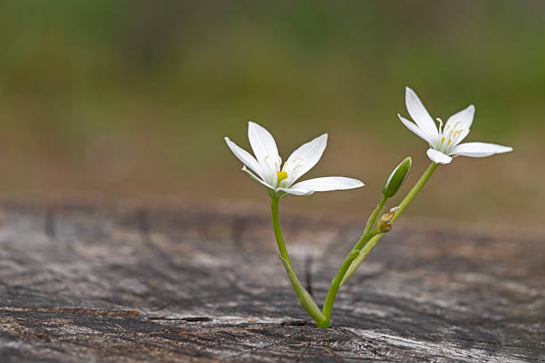 White Ornithogalum Flower Seeds – Heirloom, Non-GMO, High Germination Seeds