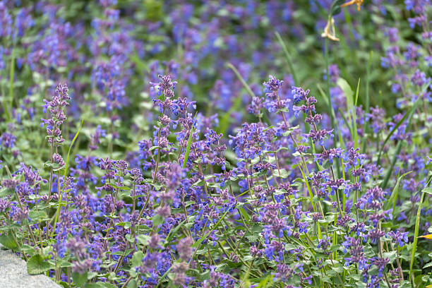 Blue Catmint Plant Seeds for Planting – Heirloom Non-GMO High Germination Organic Garden Seeds