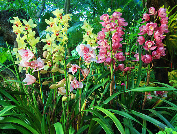 Mixed Climbing Cymbidium Flower Seeds – Heirloom, Non-GMO, High Germination Seeds