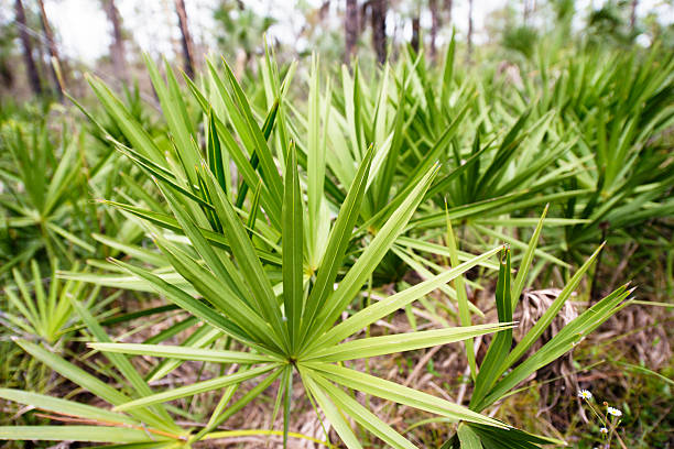 Serenoa Repens Plant Seeds – Hardy Plant for Your Garden - Heirloom &amp; Non-GMO Seeds for planting Seeds for Planting