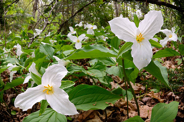 White Trilium Flower Seeds – Heirloom, Non-GMO, High Germination Organic Garden Seeds for Planting