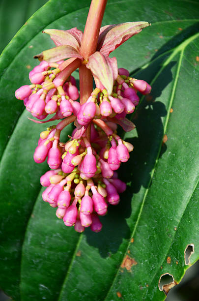 Pink Medinilla Magnifica Flower Seeds – Heirloom, Non-GMO, High Germination Seeds
