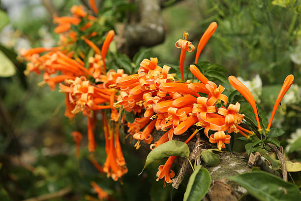 Orange Venusta Flower Seeds – Heirloom, Non-GMO, High Germination Seeds
