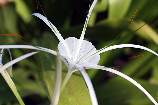 Perennial Amaryllis Flower Seeds – Heirloom, Non-GMO, High Germination Seeds