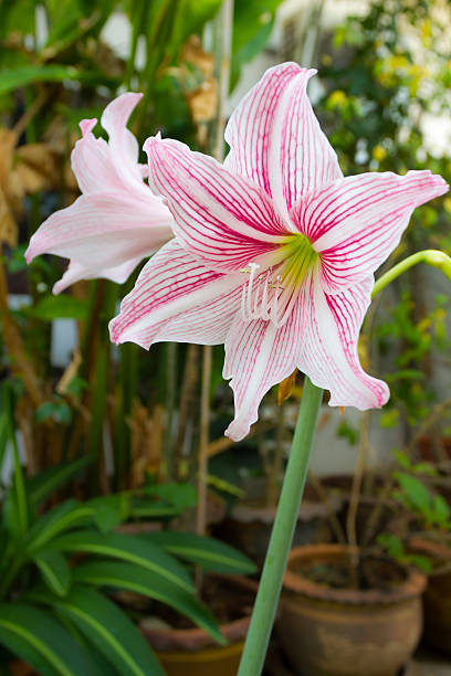 Amaryllis Flower Seeds Pink White for Planting – Heirloom Non-GMO High Germination Organic Seeds