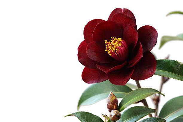 Perennial Camellia Flower Seeds Maroon – Heirloom, Non-GMO, High Germination Seeds