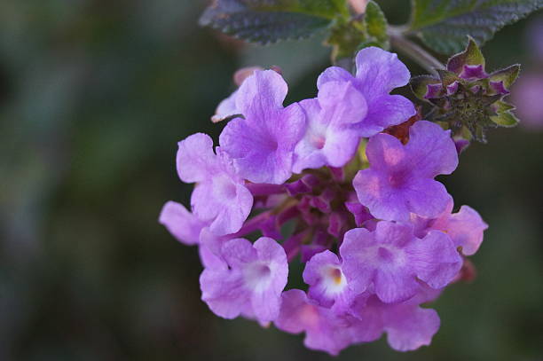 Purple Pentas Flower Seeds – Heirloom, Non-GMO, High Germination Seeds