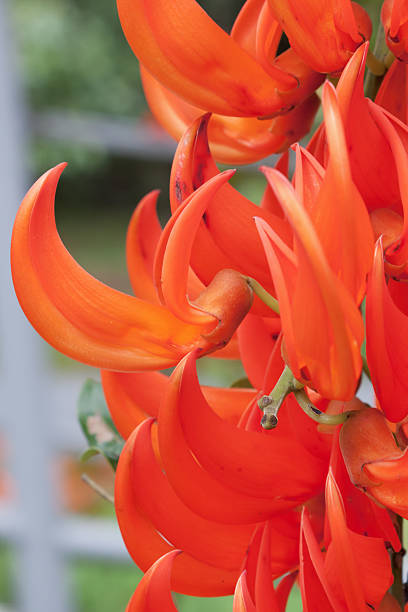 Orange Strongylodon Flower Seeds – Heirloom, Non-GMO, High Germination Seeds