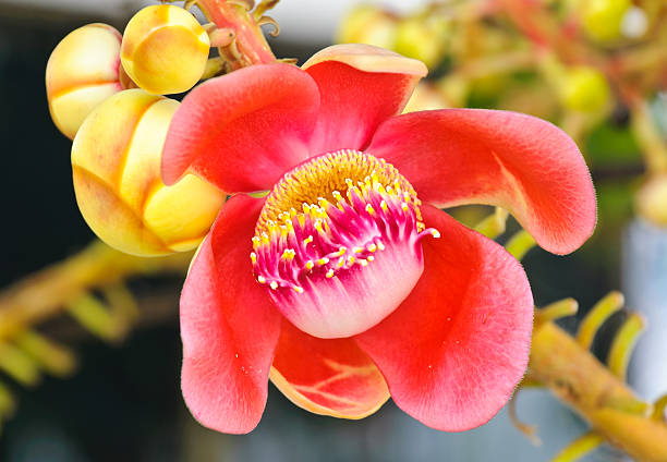 Cannonball Flower Seeds – Heirloom, Non-GMO, High Germination Seeds