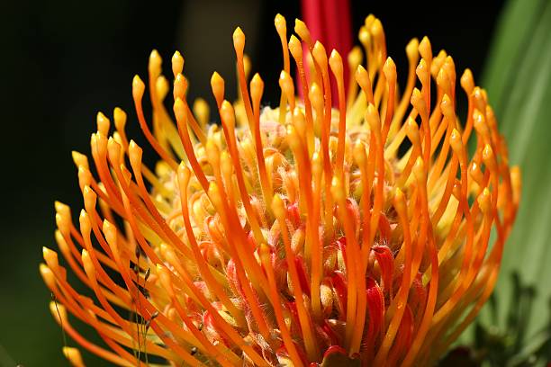 Orange Protea Flower Seeds – Heirloom, Non-GMO, High Germination Seeds