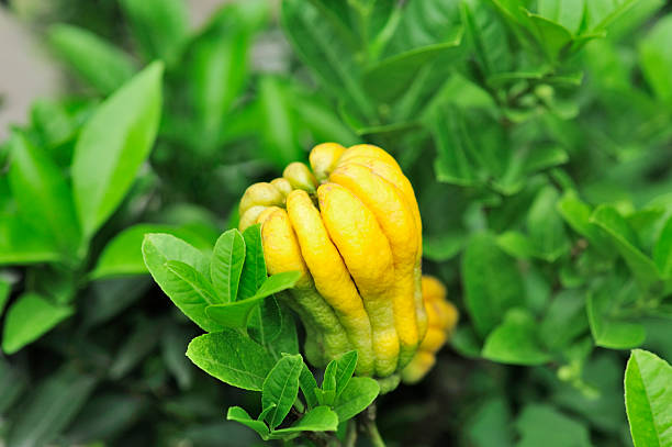 Jinhua Bergamot Plant Seeds for Unique Herb Gardens | Heirloom Non-GMO High Germination Organic Garden Seeds for Planting Seeds for Planting
