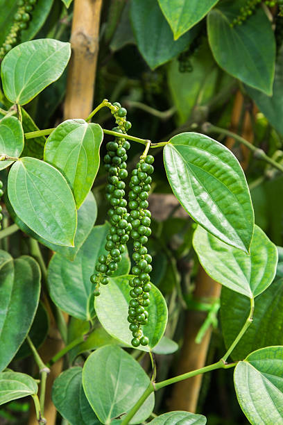 Green Piper Nigrum Black Pepper Seeds for Planting – Heirloom Non-GMO High Germination Seeds