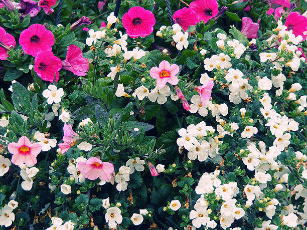 Mixed Achimenes Flower Seeds – Heirloom, Non-GMO, High Germination Seeds