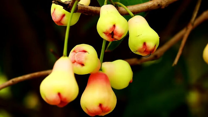 Mixed Rose Apple Fruit Seeds – Heirloom, Non-GMO, High Germination Seeds