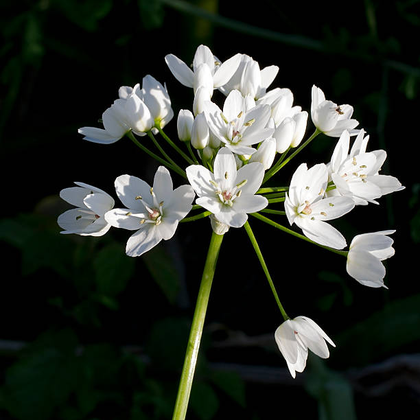 White Ursinum Flower Seeds for Planting – Heirloom, Non-GMO, High Germination